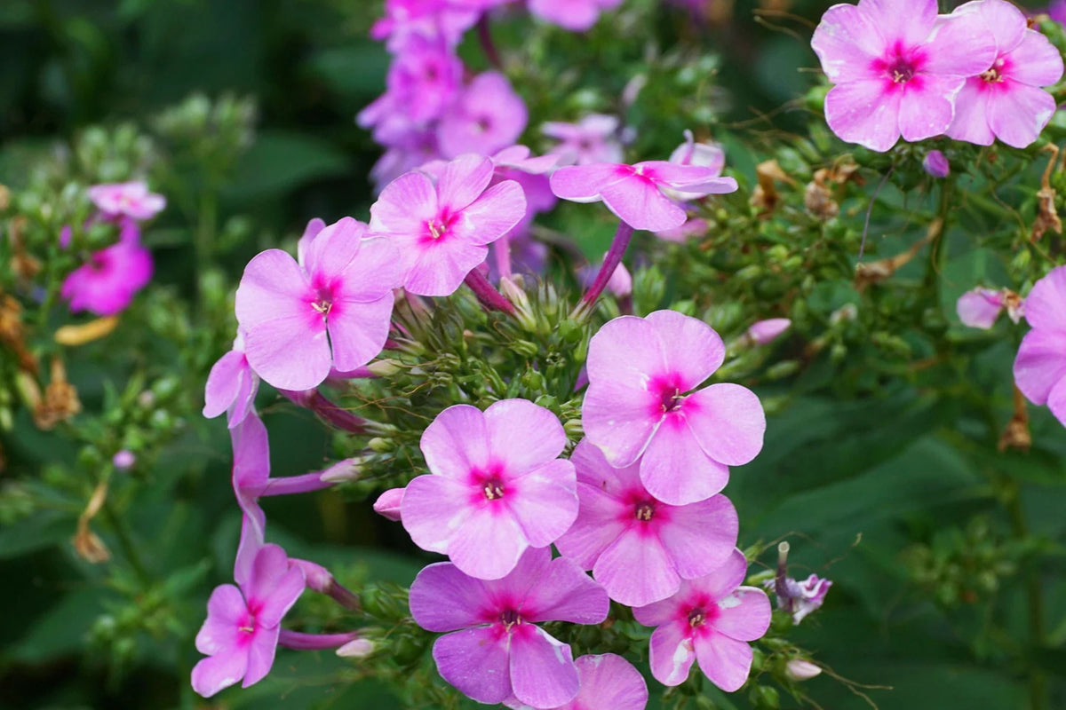 Brilliant Phlox Seeds | Pink Blooms with Dark Centers | Fragrant & Attracts Pollinators | 80 Days to Bloom |