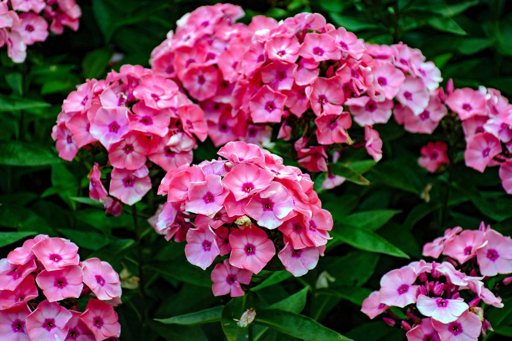Brilliant Phlox Seeds | Pink Blooms with Dark Centers | Fragrant & Attracts Pollinators | 80 Days to Bloom |