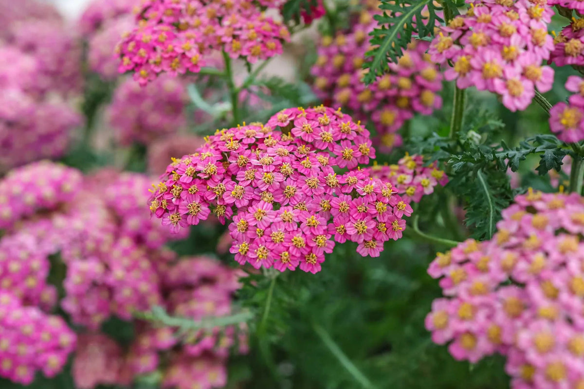 Cerise Queen Yarrow Seeds | Vibrant Pink Flowers | Drought Tolerant | Attracts Pollinators | Perennial | 85 Days