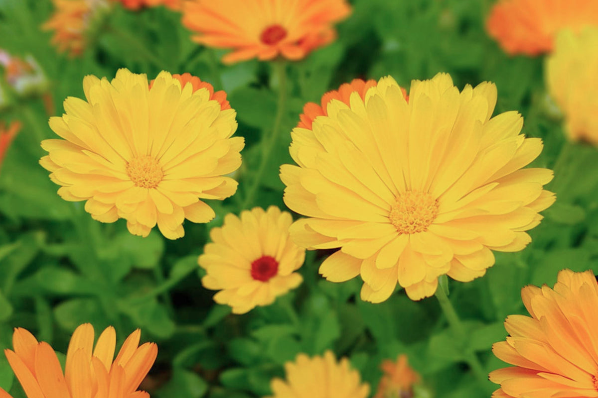 Calendula Flower Seeds Mix | Fresh Heirloom Variety | Pacific Beauty | USA Shipping