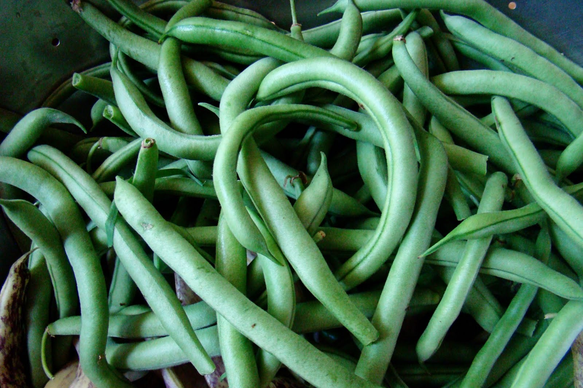 Blue Lake Pole Green Bean Seeds | Non-GMO Heirloom | Fresh Garden Seeds Bulk | Phaseolus vulgaris