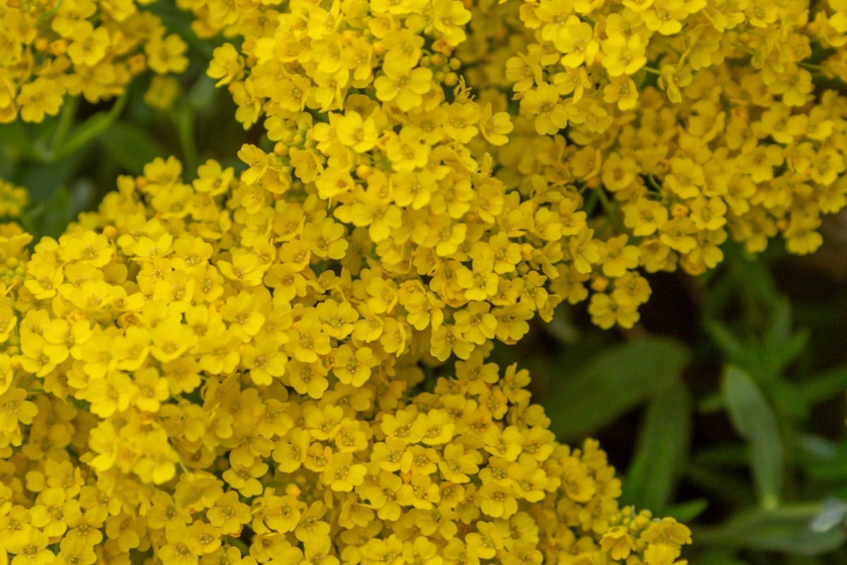 Basket Of Gold Alyssum Seeds, Aurinia saxatile, 8-12 Inches Tall, Golden Yellow Blooms, Groundcover, USDA Zones 3-9, Non-GMO