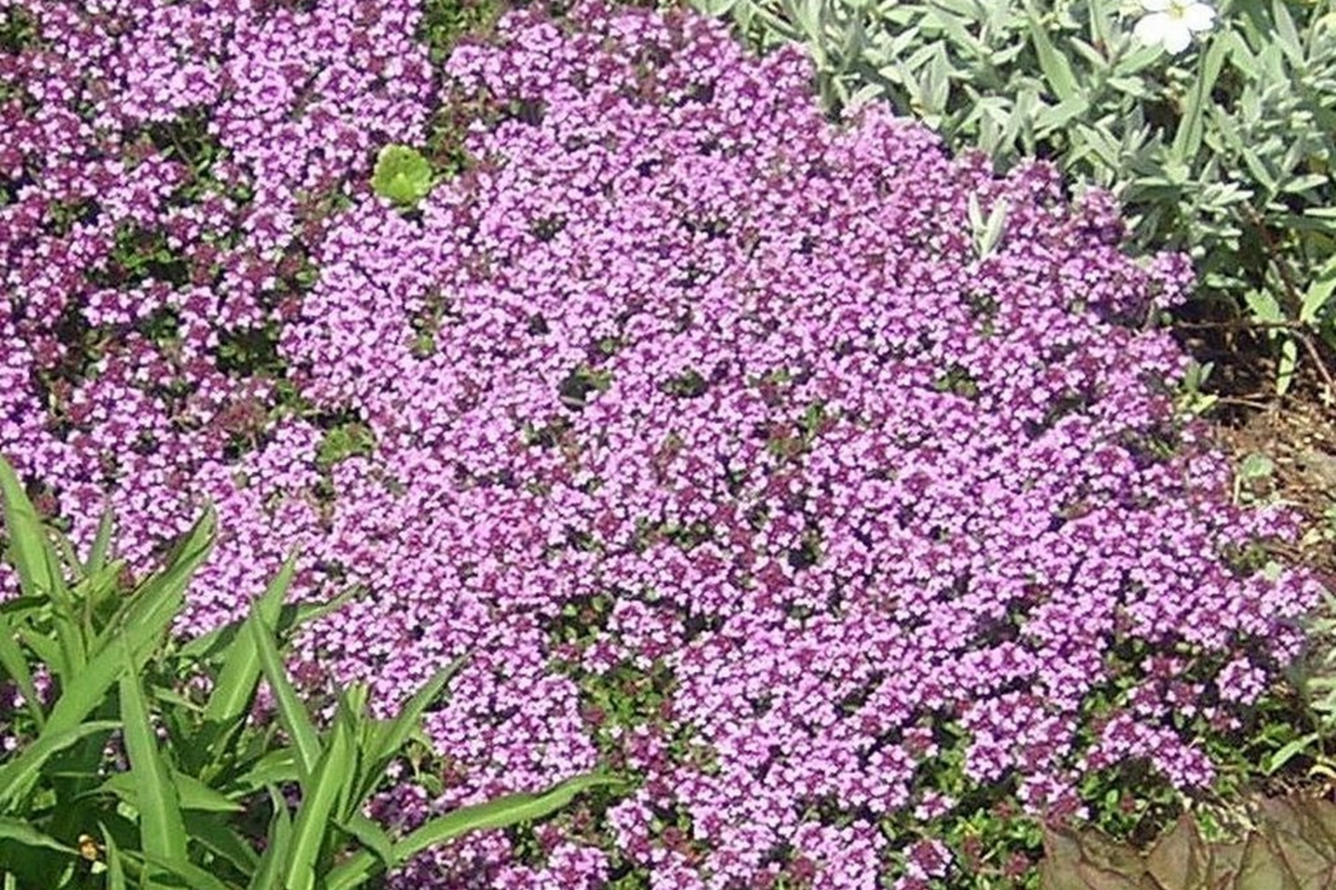 Creeping Elfin Thyme Seeds - 5,000 Count - Ground Cover, Rock Gardens - Thymus serpyllum