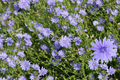 Chicory Seeds - Non-GMO, Heirloom Variety - Cichorium intybus - Organic Seed Store
