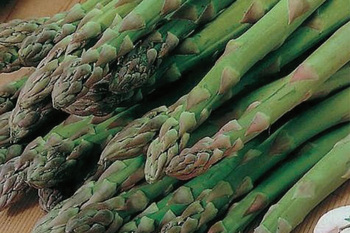 Asparagus Mary Washington 1 Gram Seeds - Heirloom Non-GMO Variety for Perennial Vegetable Gardening - Tender & Delicious Stalks