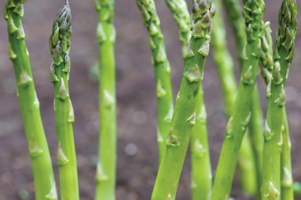 Asparagus Mary Washington 1 Gram Seeds - Heirloom Non-GMO Variety for Perennial Vegetable Gardening - Tender & Delicious Stalks
