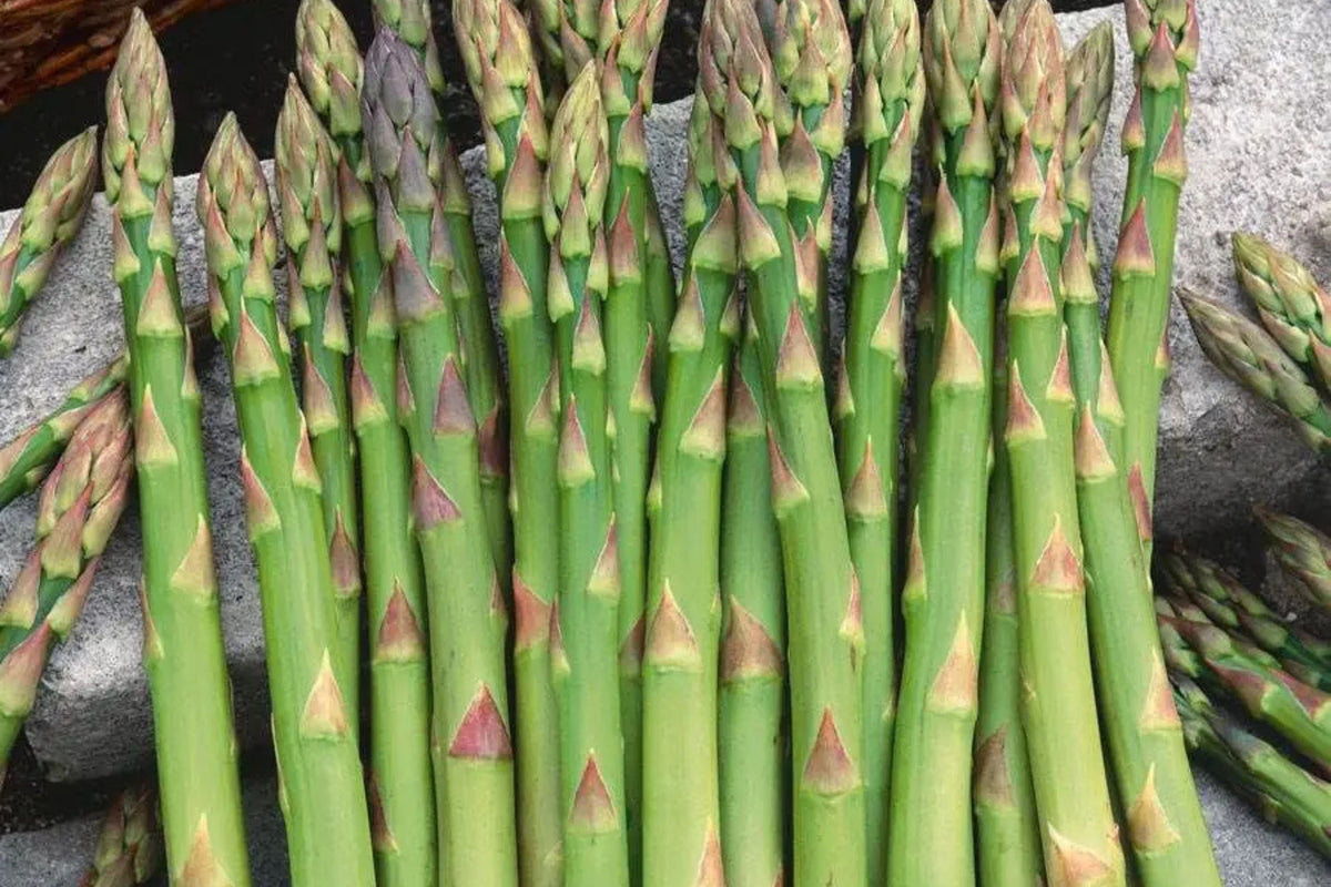Asparagus Mary Washington 1 Gram Seeds - Heirloom Non-GMO Variety for Perennial Vegetable Gardening - Tender & Delicious Stalks