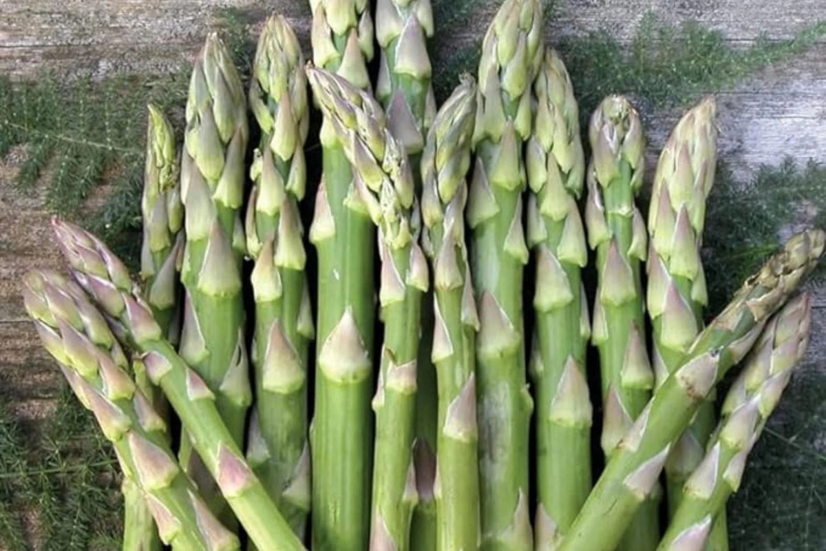 Asparagus Mary Washington 1 Gram Seeds - Heirloom Non-GMO Variety for Perennial Vegetable Gardening - Tender & Delicious Stalks