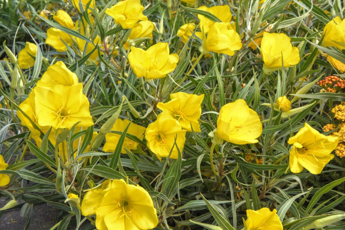 Missouri Yellow Primrose Seeds, 8-12 Inches Tall, Cheerful Yellow Blooms, Drought Tolerant, USDA Zones 4-9, Non-GMO