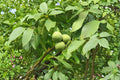 English Walnut Tree – 1 Live Bareroot Tree up to 2ft Tall – Juglans regia Hardy Nut Tree, Sweet Edible Walnuts, Orchard Starter