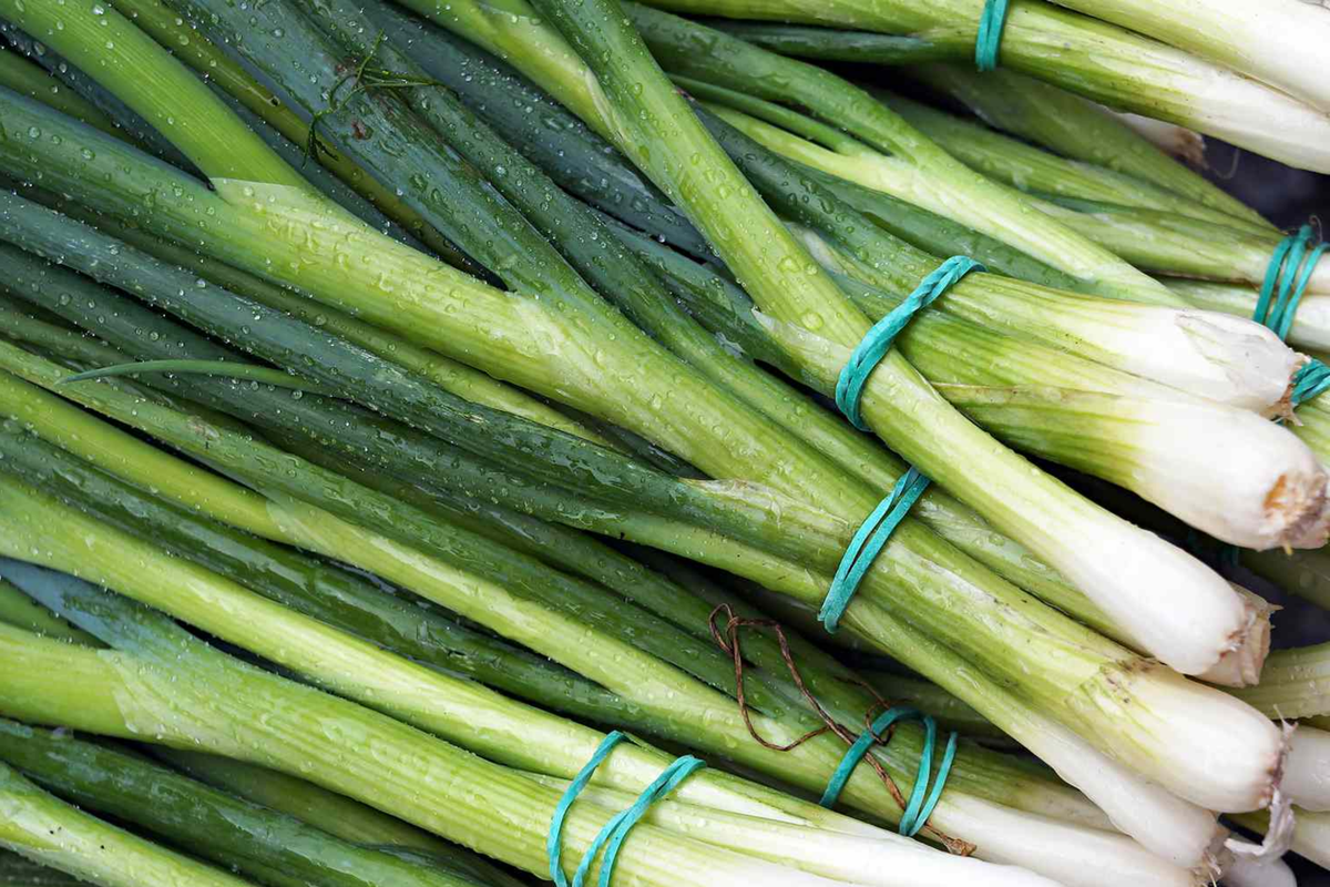Green Onion Seeds, Evergreen Onion, Bunching Onion, Scallion, White Lisbon Variety