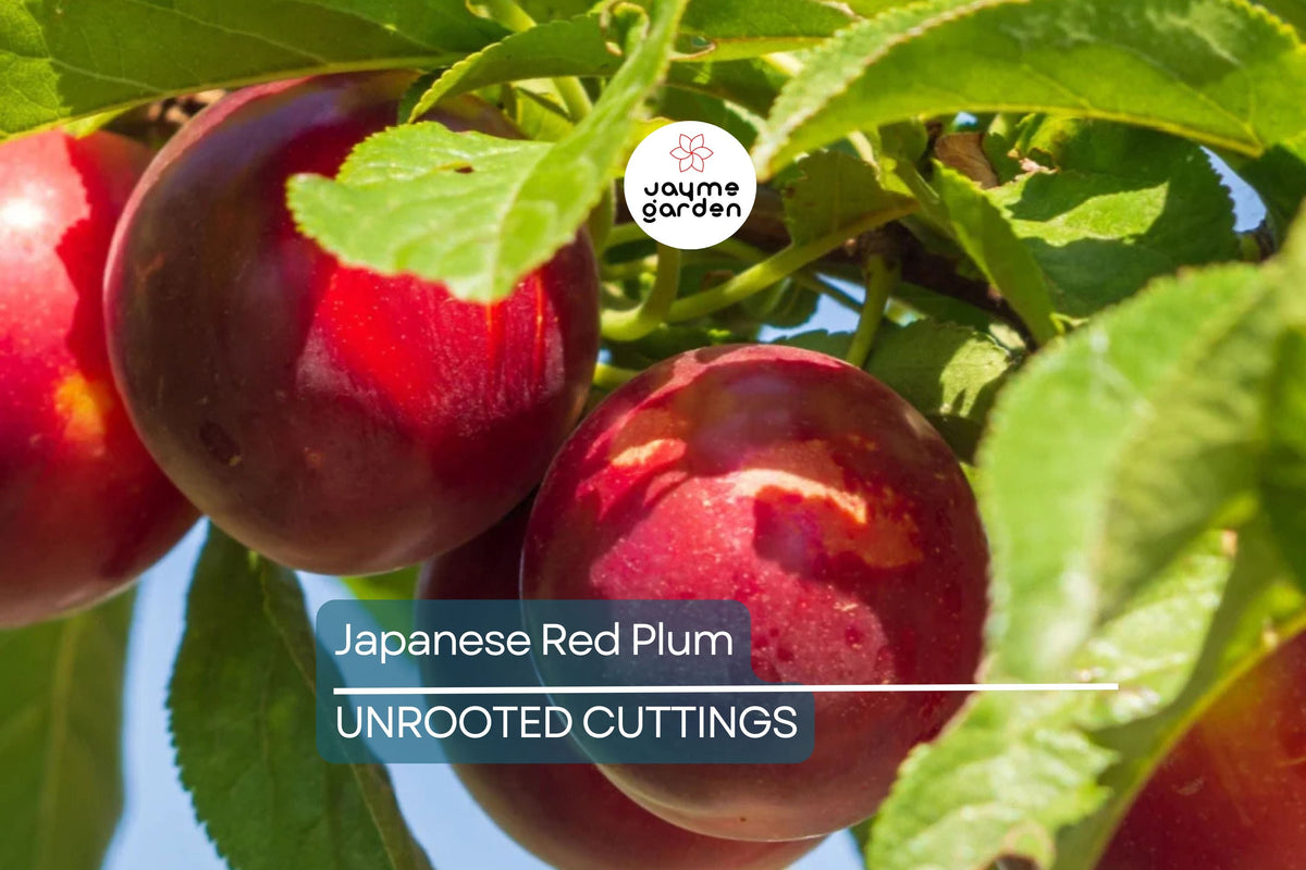 Prunus salicina Cuttings - 4 Count - Japanese Red Plum - Fruit Tree Propagation
