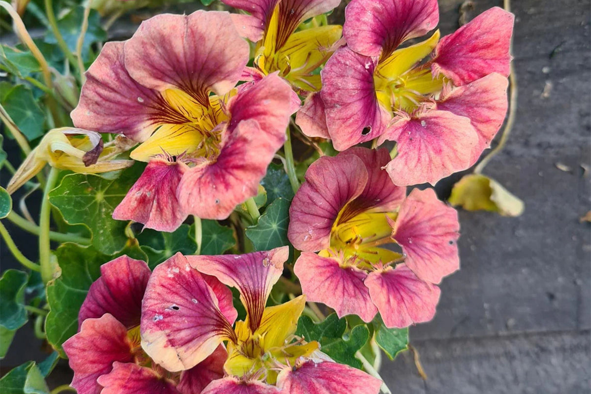 Purple Emperor Nasturtium Seeds - 50+ Seeds - Rare Dark Blooms - Fast Shipping - USA Grown - Edible Flowers - Trailing Vine