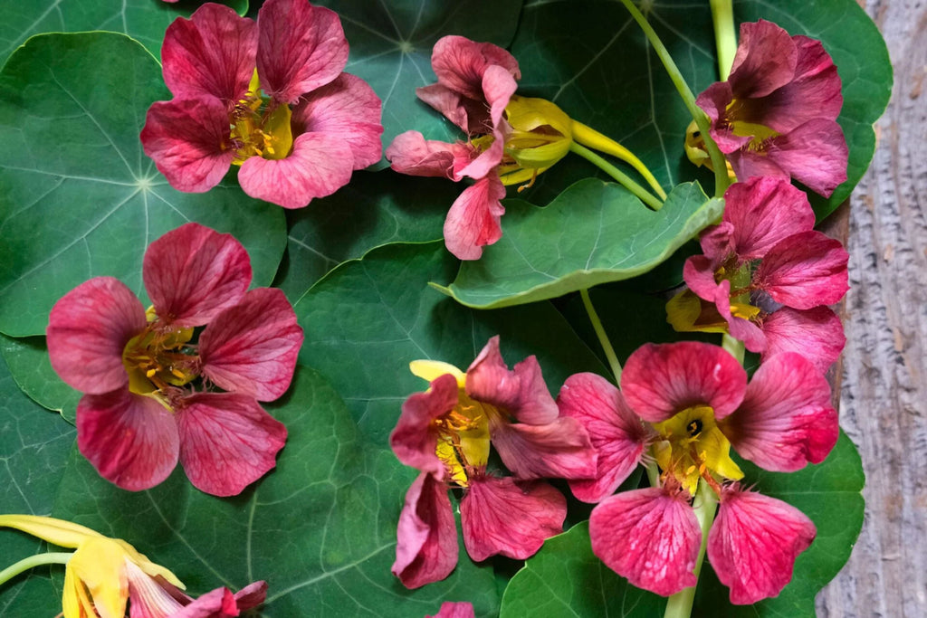 Purple Emperor Nasturtium Seeds - 50+ Seeds - Rare Dark Blooms - Fast Shipping - USA Grown - Edible Flowers - Trailing Vine