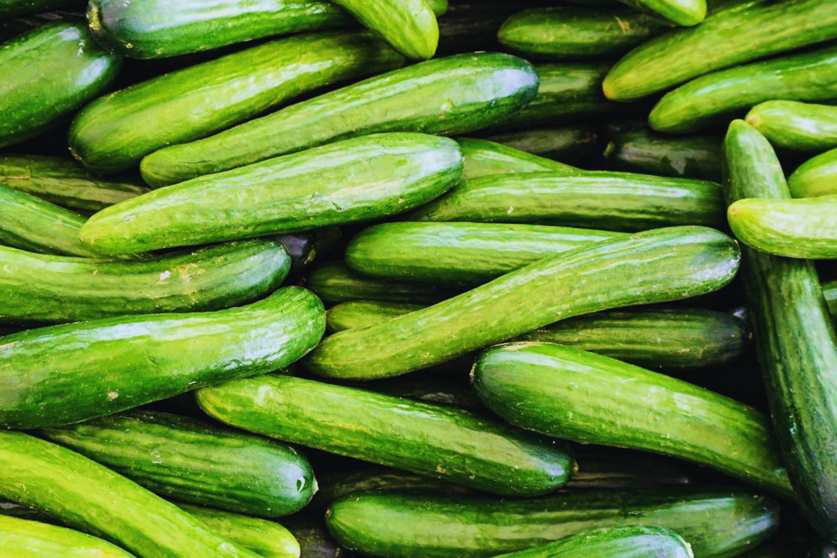 Burpless Cucumber Seeds | Persian Lebanese Variety | NON-GMO Organic | Cucumis sativus