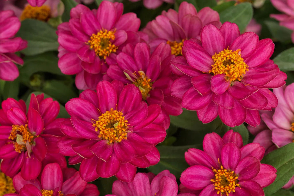 100+ Profusion Double Hot Cherry Zinnia Seeds – Bright Bold Blooms – Easy Garden Flowers – USA Grown –