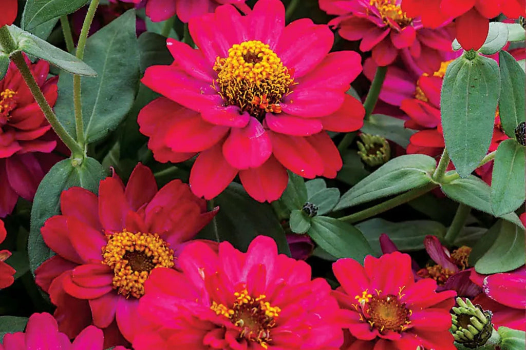 100+ Profusion Double Hot Cherry Zinnia Seeds – Bright Bold Blooms – Easy Garden Flowers – USA Grown –