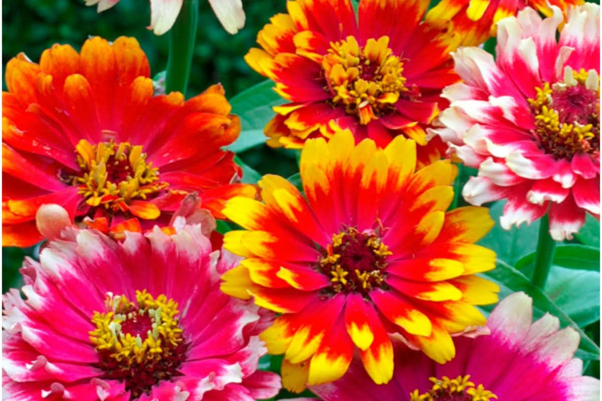 Carrousel Mixed Zinnia Seeds – 100+ Heirloom Flower Seeds, , Double Blooms, Pollinator & Cut Flower Garden, USA Grown
