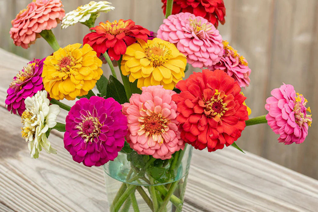 Oklahoma Mix Zinnia Seeds – 100+ Heirloom Flower Seeds, , Double Blooms, Cut Flower & Pollinator Garden, USA Grown