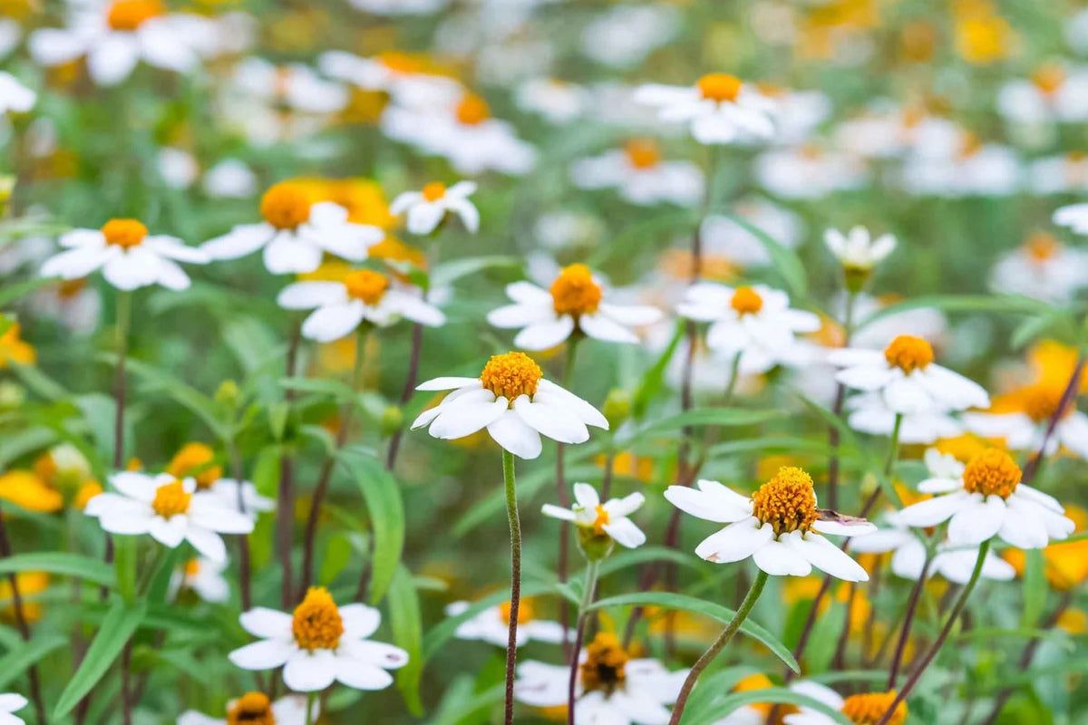 Linearis Mix Zinnia Seeds – 100+ Heirloom Flower Seeds, , Unique Star-Shaped Blooms, Pollinator & Cut Flower Garden