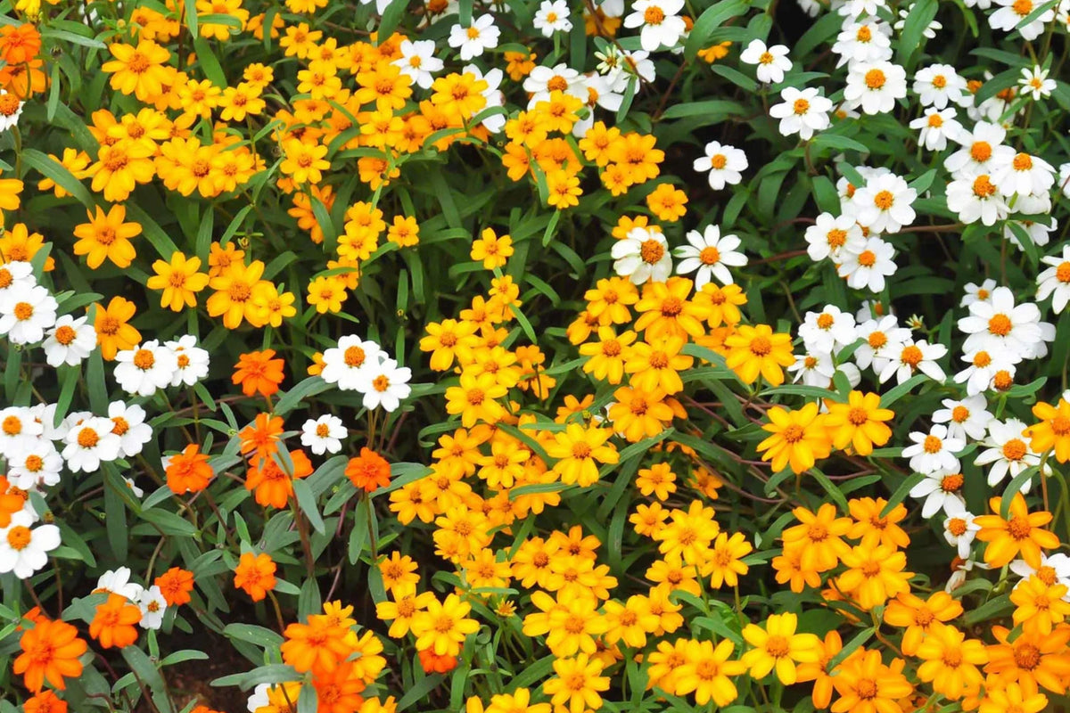 Linearis Mix Zinnia Seeds – 100+ Heirloom Flower Seeds, , Unique Star-Shaped Blooms, Pollinator & Cut Flower Garden