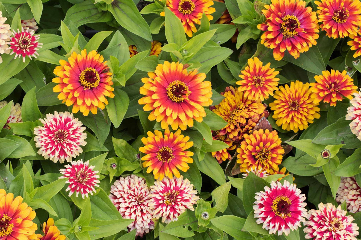 Swizzle Mix Zinnia Seeds - 100+ Heirloom Flower Seeds, , Bi-Color Blooms, Cut Flower & Pollinator Garden