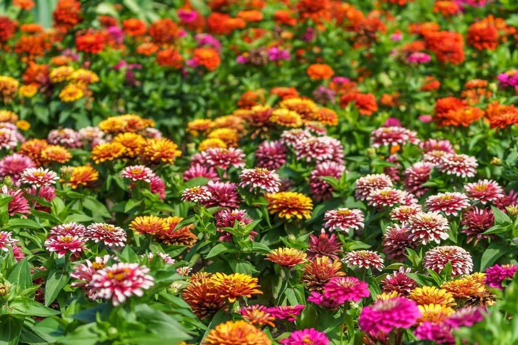 Swizzle Mix Zinnia Seeds - 100+ Heirloom Flower Seeds, , Bi-Color Blooms, Cut Flower & Pollinator Garden