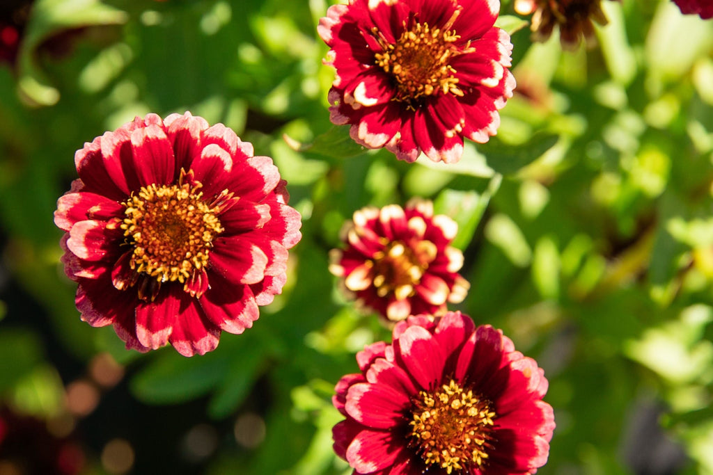 Aztec Burgundy Bicolor Zinnia Seeds – 100+ Heirloom Flower Seeds, , Striking Dual-Tone Blooms, Cut Flower & Pollinator Garden