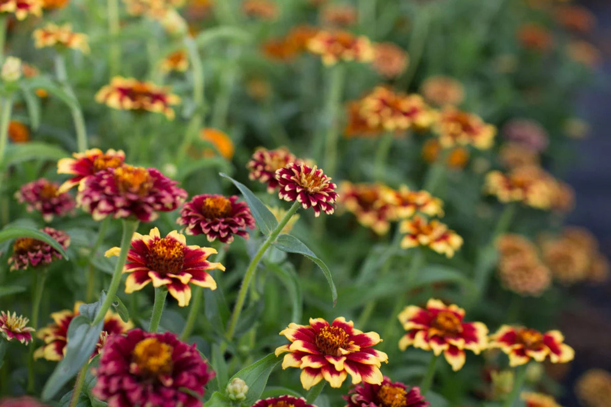 Aztec Burgundy Bicolor Zinnia Seeds – 100+ Heirloom Flower Seeds, , Striking Dual-Tone Blooms, Cut Flower & Pollinator Garden