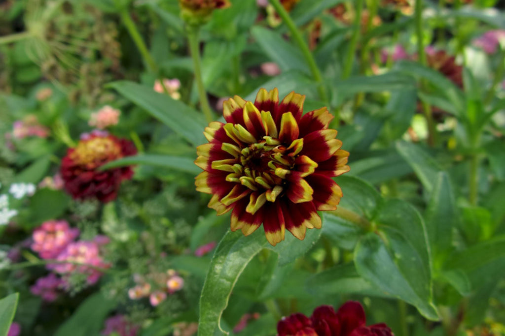 Aztec Burgundy Bicolor Zinnia Seeds – 100+ Heirloom Flower Seeds, , Striking Dual-Tone Blooms, Cut Flower & Pollinator Garden