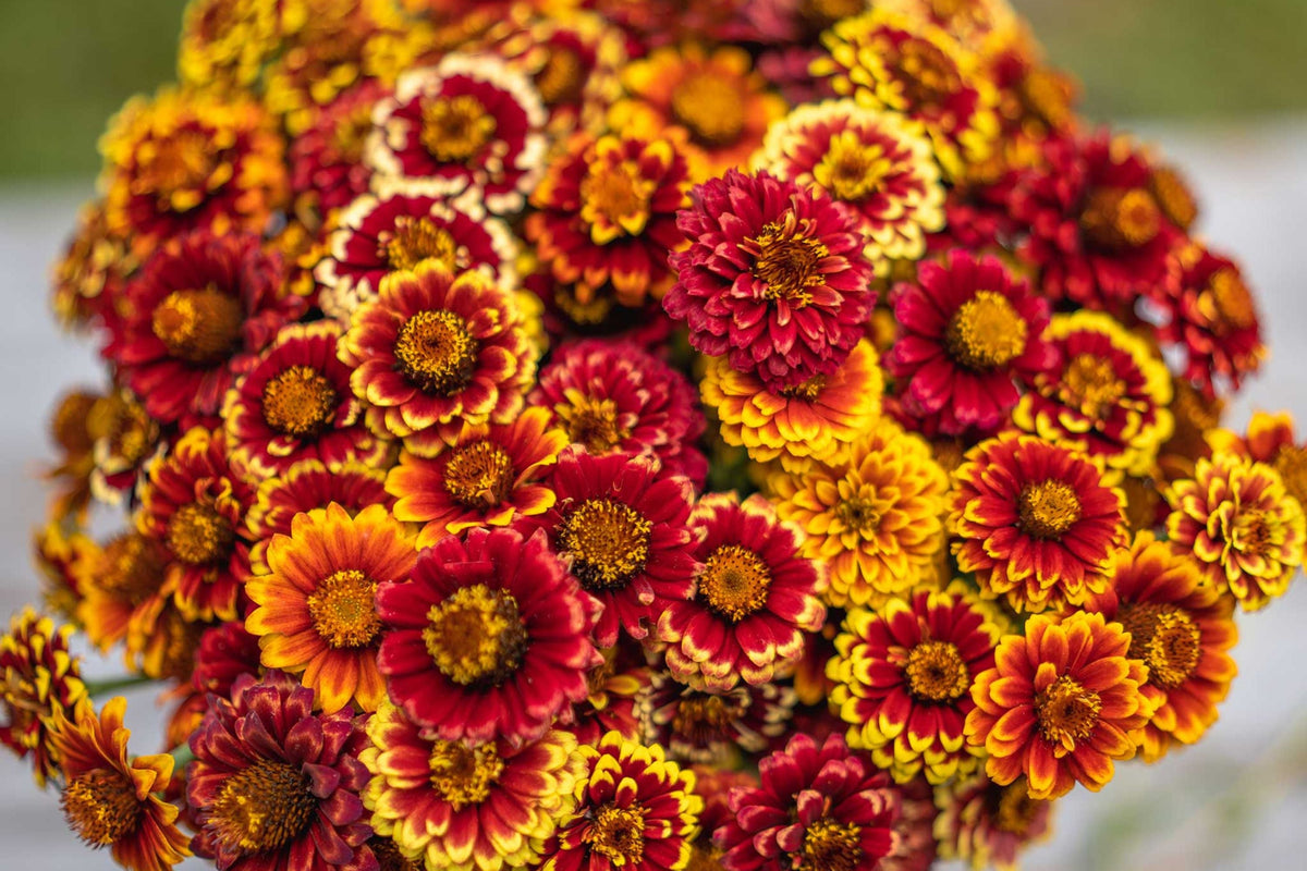 Aztec Sunset Zinnia Seeds - 100+ Heirloom Flower Seeds, USA Grown, , Pollinator Favorite, Cut Flower Garden
