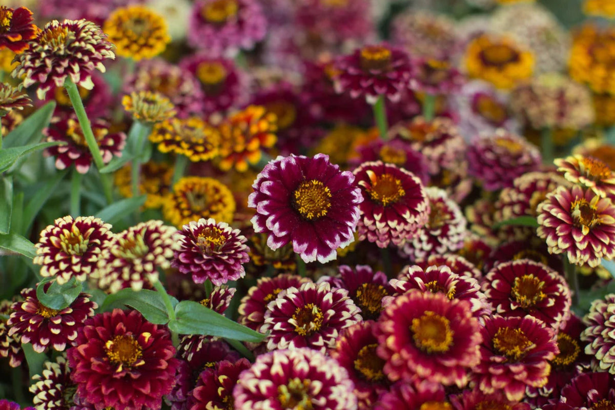 Aztec Sunset Zinnia Seeds - 100+ Heirloom Flower Seeds, USA Grown, , Pollinator Favorite, Cut Flower Garden