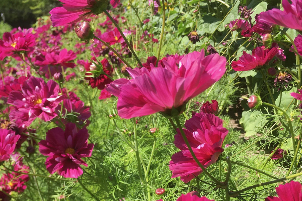 Double Click Cranberries Cosmos Seeds - 200+ Heirloom Flower Seeds, USA Grown, , Pollinator-Friendly Cut Flowers