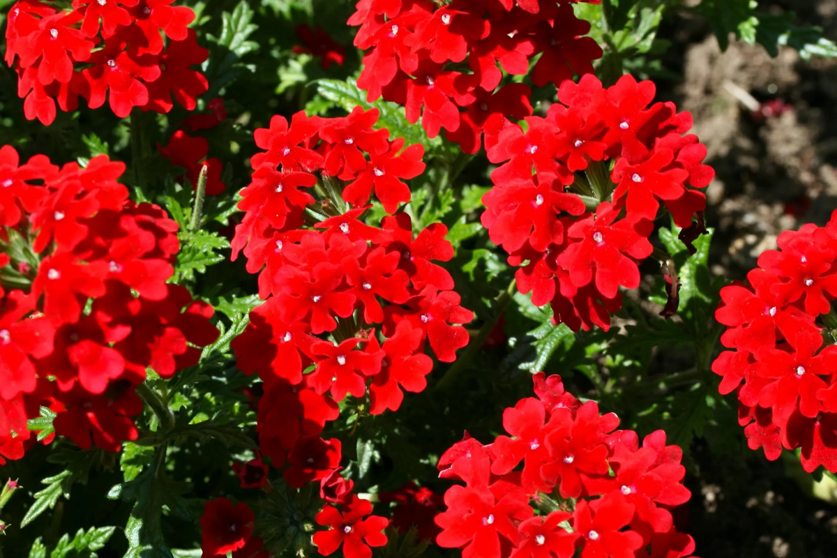 Red Verbena Seeds 100 PCS - Scarlet Flowering Ground Cover, Verbena Hybrids Nana Compacta, Annual Gardening, US Seller