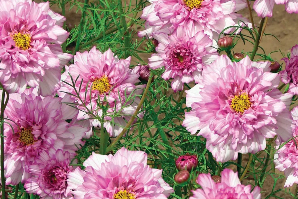 Double Click Bicolor Rose Cosmos Seeds – 200+ Heirloom Flower Seeds, USA Grown, , Attracts Pollinators