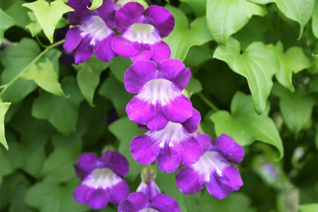 1000+ Climbing Mix Snapdragon Seeds – Vibrant Flower Garden, USA Grown, Colorful Dragon Blooms –