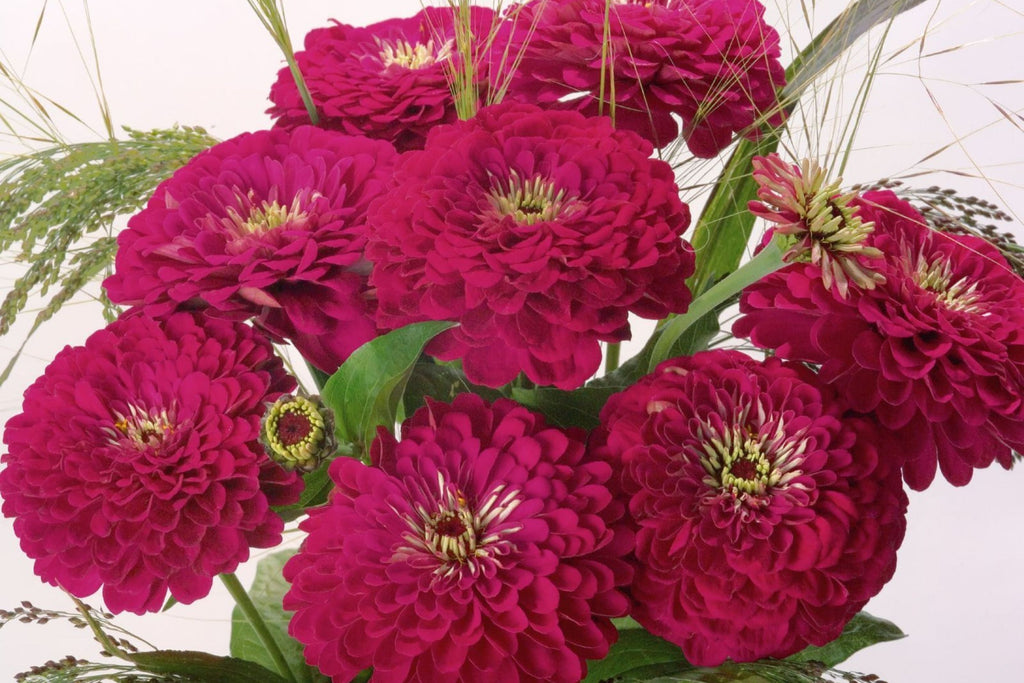 Benary Giant Wine Zinnia Seeds, 100+ Flower Seeds, Deep Burgundy Blooms, Cut Flower Garden, Pollinator-Friendly, Full Sun