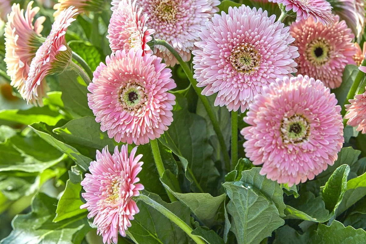 White & Pink Gerbera Daisy Seeds, 200+ Flower Seeds, Large Blooms, Pollinator-Friendly, Full Sun, Cut Flower Garden
