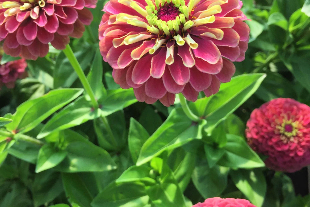 Queen Lime Red Zinnia Seeds - 100+ Unique Bi-Color Blooms - USA Grown -  - Cut Flowers - Butterfly Garden - Easy Grow