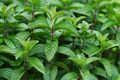 1 Chocolate Mint Live Starter Plant | Organic Homegrown Herb for Tea, Cooking, Oils & Aromatherapy | Fast Growing