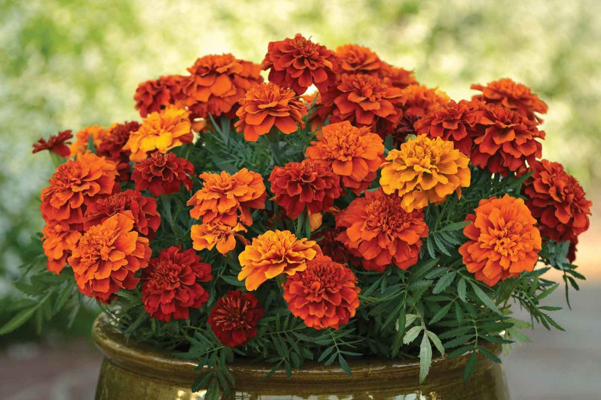 French Fireball Marigold Seeds - 25+ Bi-Color Blooms - USA Grown -  - Pest Repellent - Butterfly Magnet - Easy to Grow