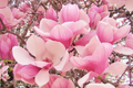 1 'Saucer' Magnolia Sapling | Dormant 6-12" Bare Root Flowering Tree | Pink Spring Blooms