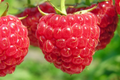 3 Nantahala Red Raspberry Plants - Bare Root, Cold-Hardy, Heavy-Yielding Fruit Bush for Zones 4-9