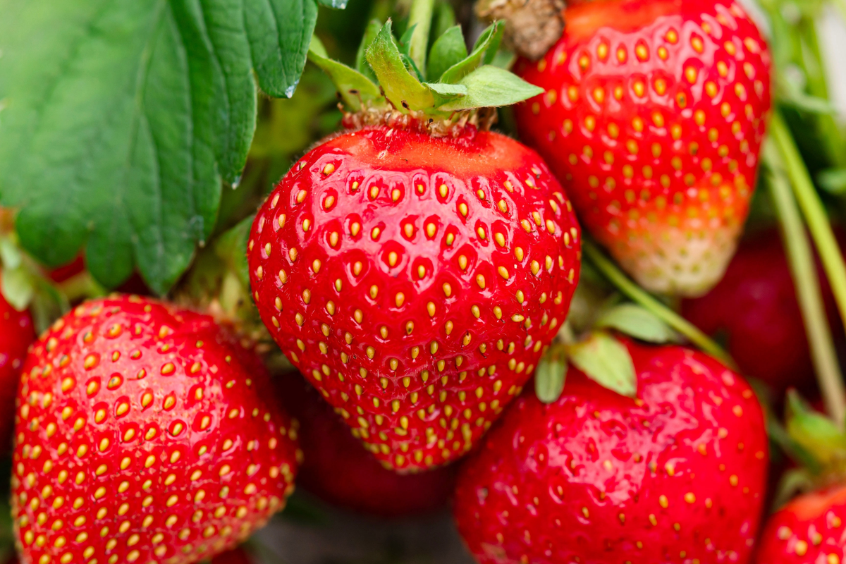 Jewel Strawberry Plants - Bare Root, Delicious Sweet Strawberries