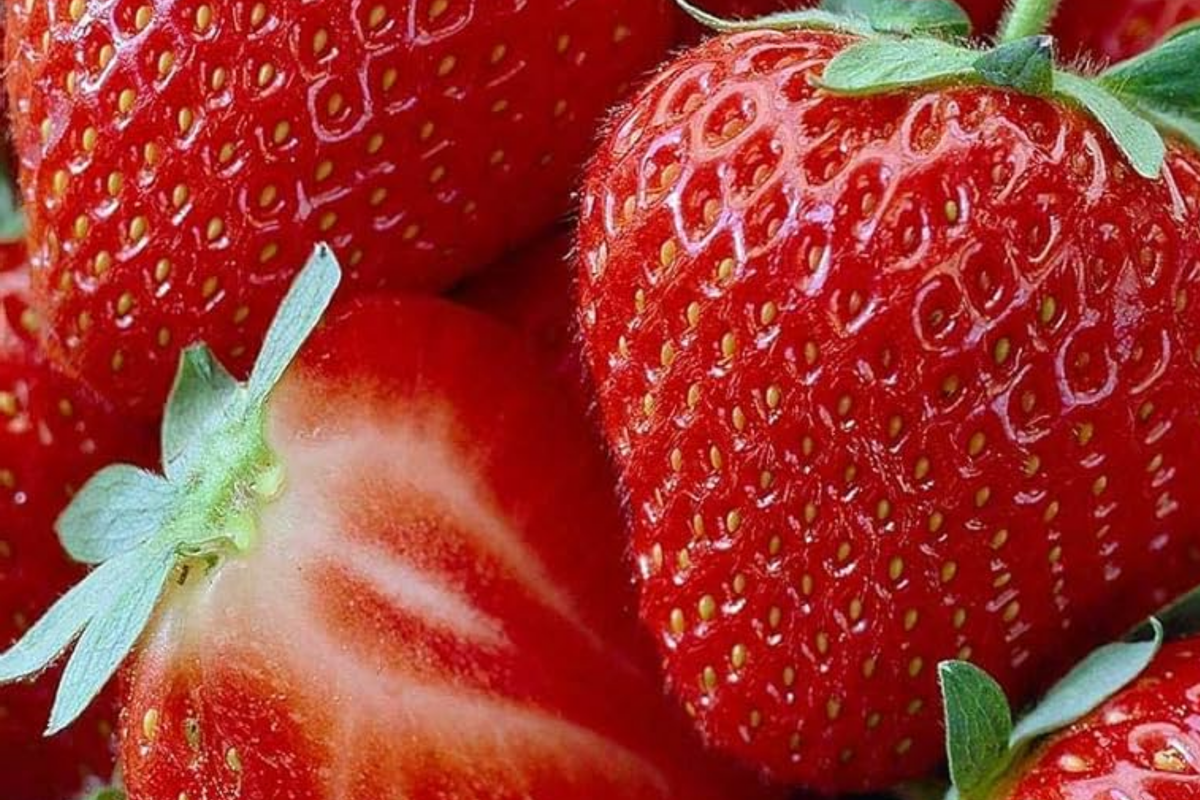 AC Wendy Strawberry Plants (25 Bare Root) - June-Bearing, Large Sweet Berries