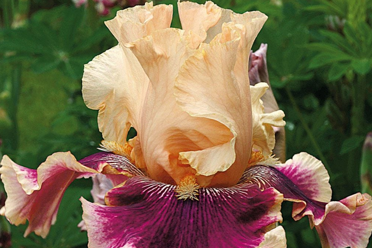 Skirting the Issue Iris Plant - Quart Pot | Apricot & Hot Pink Flowers | 40" Tall Perennial | Hardy Zones 3-10 | Easy to Grow