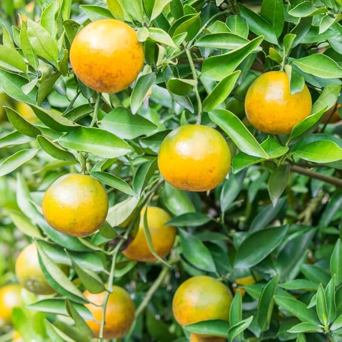 1 Rooted Calamansi Plant 2”-3” | Calamondin Citrus × microcarpa | Kalamansi Live Bare Root Citrus Tree for Home or Garden