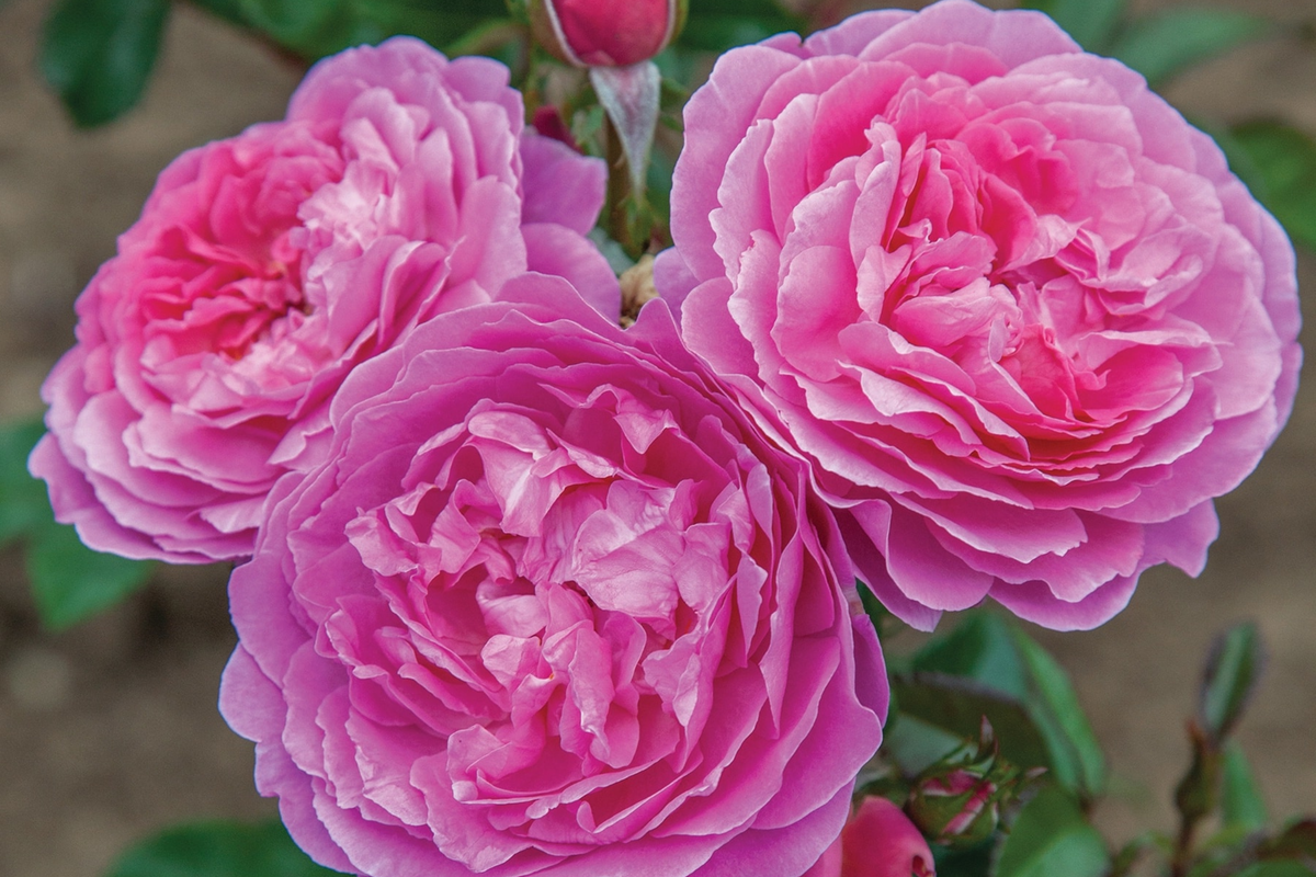 Orchid Romance Rose - 1.5 Gal Pot | Fragrant Pink-Lavender Floribunda | Reblooming, Disease-Resistant | Zones 5-10
