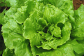 Batavian Iceberg Lettuce Seeds - 1200+ Non-GMO Vegetable Seeds - Lactuca sativa - USA Grown