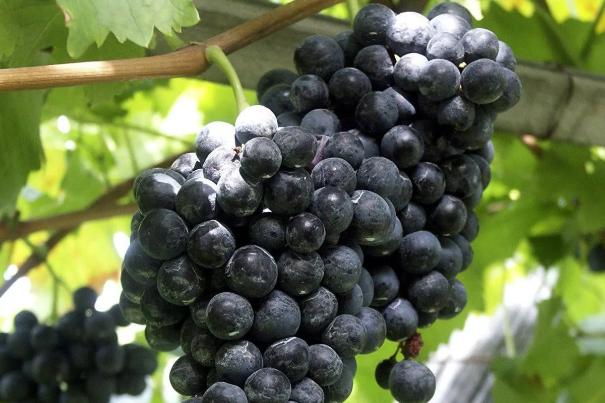 Fredonia Grape Cuttings | 5 Unrooted Cuttings | Organic| Easy to Grow | Cold-Hardy & Disease-Resistant